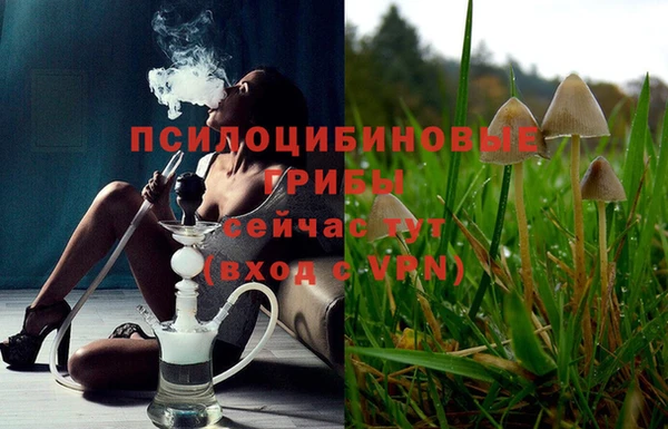 прущие грибы Аркадак